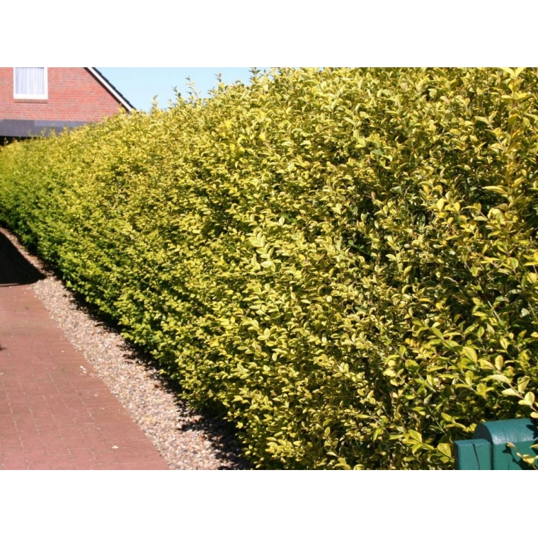 Ligustrum ovalifolium'Aureum' 